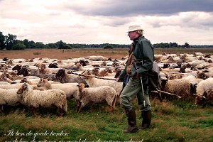 Joh 1014 : Drenthe, Heide, Herder, Schaapskudde